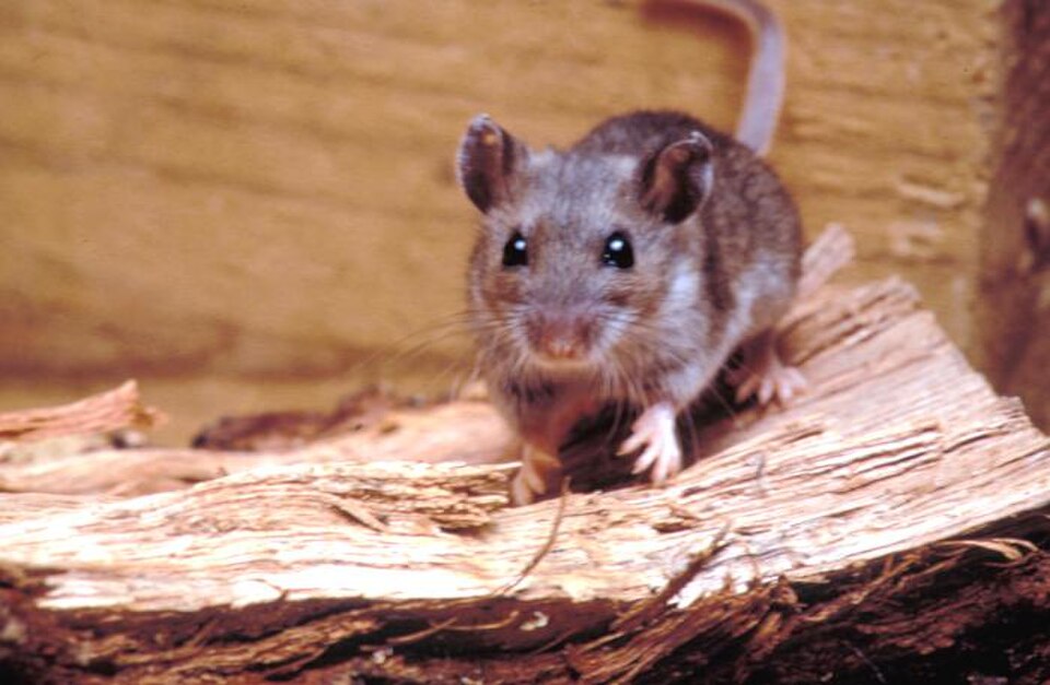 3 Cruise Ship Passengers Die From Suspected Hantavirus Outbreak